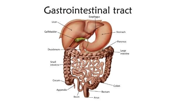 How To Cleanse Your Gut 1 gastrointestinal tract