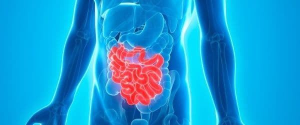 How To Speed Up Digestion 4 small intestine