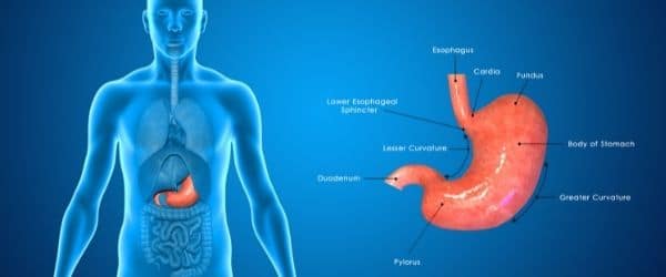 5 Ways To Speed Up Digestion | (Fast And Effectively)