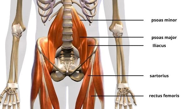 How To Test For Tight Hip Flexors 1 hip muscles