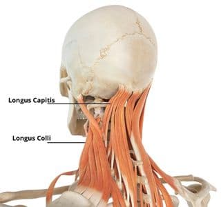 Anterior Head Carriage 2 Longus Capitis and Longus Colli