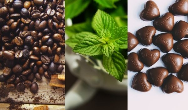 Best Alcohol For Acid Reflux 2 Peppermint, coffee, chocolate