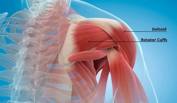 Calisthenics Shoulder Workout 2 Shoulder Muscles