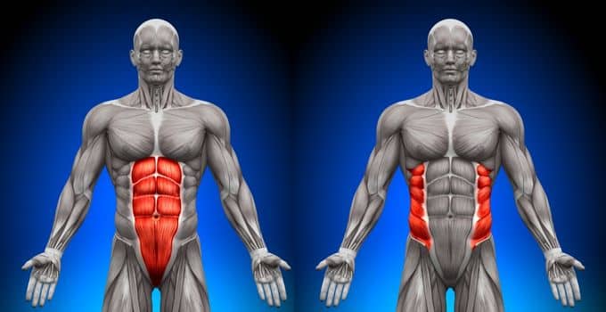 Calisthenics Core Exercises 1 Anatomy of the abs